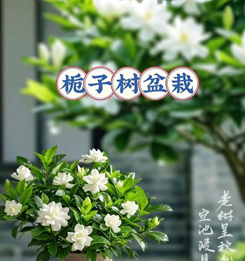栀子花之美（探索栀子花的独特魅力与用途）