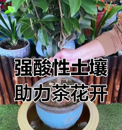 茶花嫁接之养护经验（学习如何成功嫁接茶花，让你的花园焕发绚丽色彩）