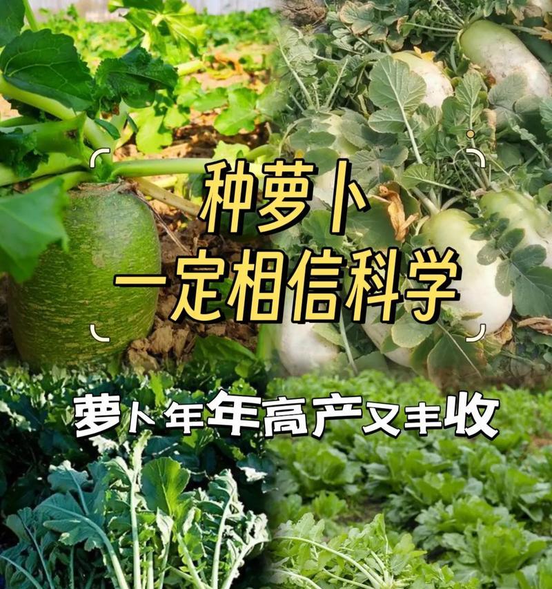 种植红萝卜的时间与技巧（掌握正确的播种时间和技巧，让红萝卜生长更健康）