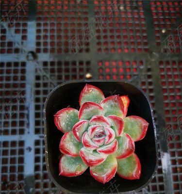 多肉花月夜的养护之道（打造一片多肉花海，守候在月夜的怀抱）