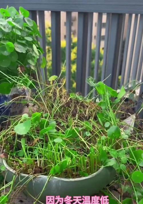 铜钱草如何度过寒冬？（铜钱草的冬季养护指南）