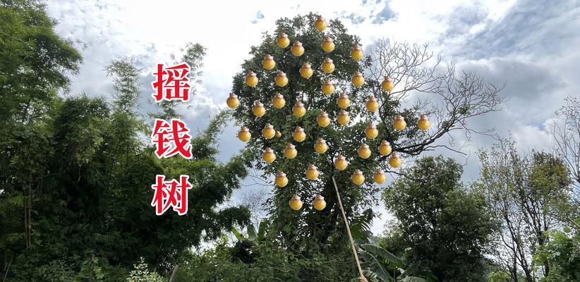 种植摇钱树的方法与意义（以摇钱树怎么种是什么意思）