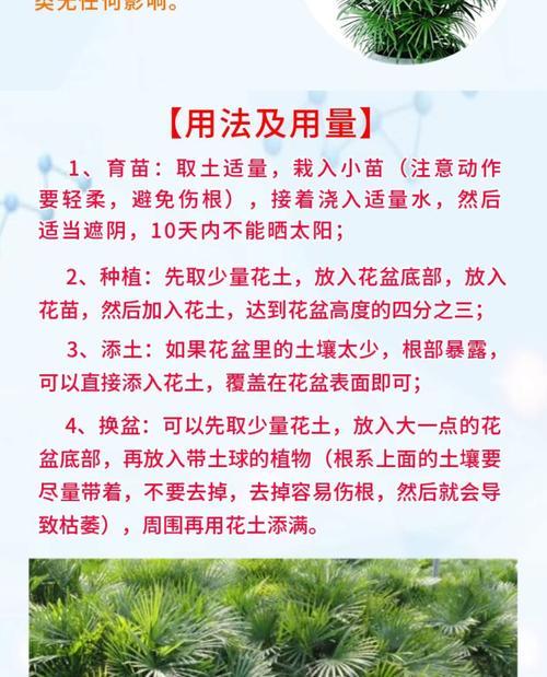 以棕竹种子育苗的方法与步骤（打造自家竹林，从育苗开始）