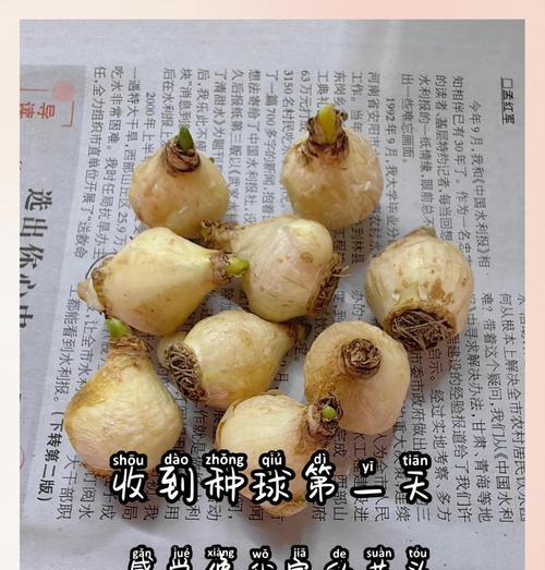 水培风信子的养殖技巧（在家里轻松培养健康的风信子）