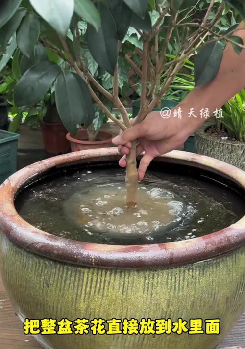 夏季山茶花养护攻略（山茶花夏季怎么养？）