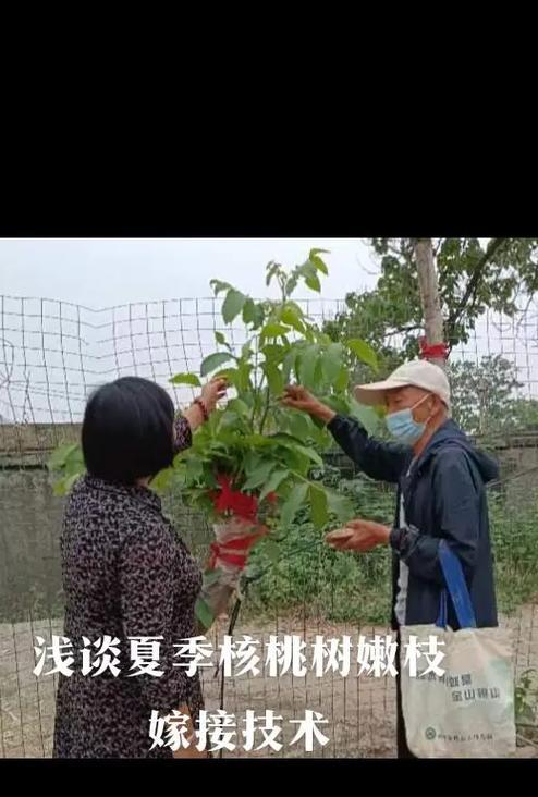 如何挽救核桃树叶子干枯的情况（挽救干枯叶子，让核桃树重现生机）