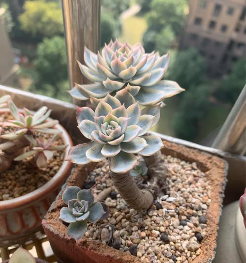 蓝石莲锦（打造美丽花园的必备秘密）