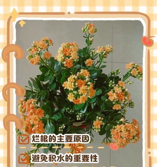 长寿花病虫的防治与保养（了解长寿花常见病虫害及应对措施）