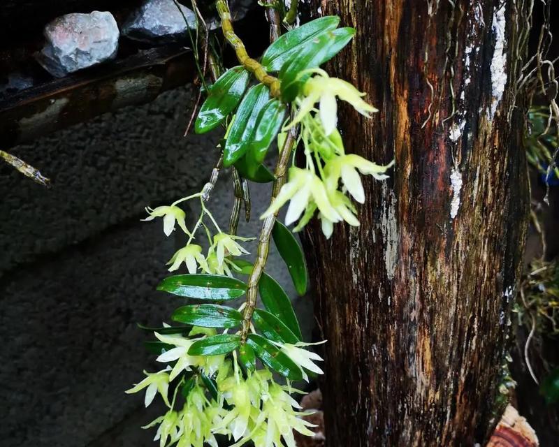 石斛花的种植与养护指南（打造美丽花园，从石斛开始）