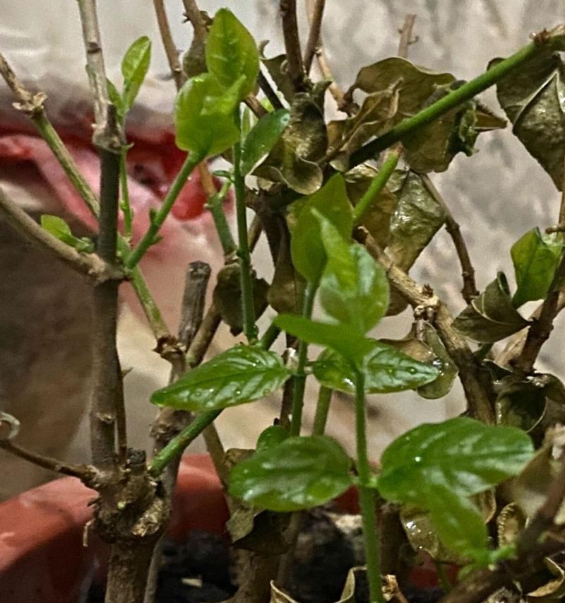 茉莉花枯萎了怎么办？（救救我的茉莉花！）