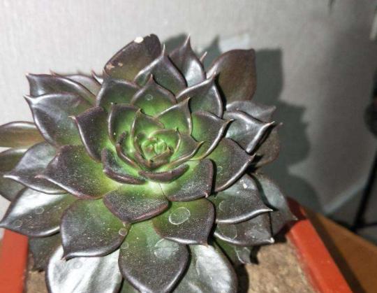 多肉黑王子冬季养护的技巧（寒冷季节如何照顾多肉黑王子）