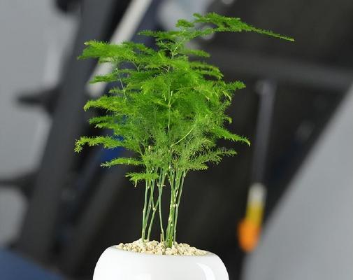 文竹的栽种技巧与养护方法（打造绿意盎然的文竹园）
