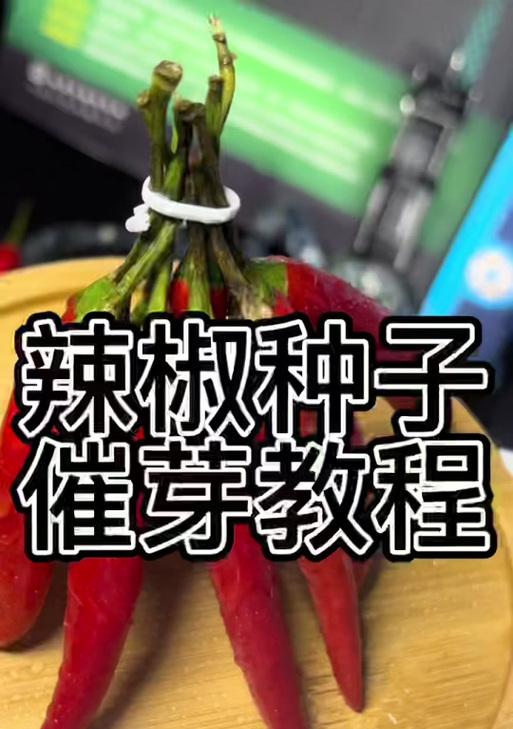如何快速让辣椒发芽？（掌握这些小技巧，让你的辣椒种子瞬间活跃起来）