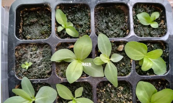 如何种植桔梗？（桔梗种子的发芽时间及注意事项。）