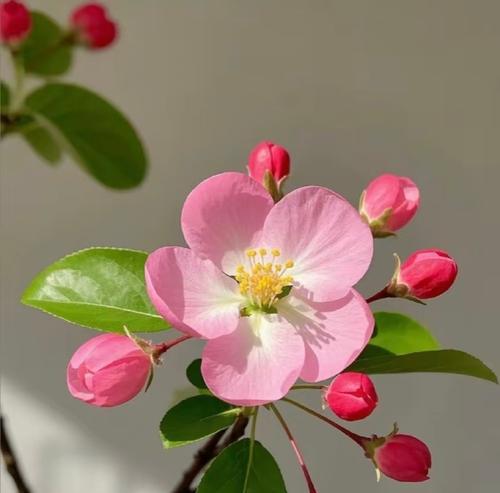 蔷薇——优雅多姿的花朵（探索蔷薇的品种、历史和文化价值）