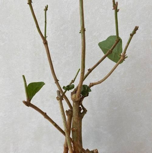 茉莉的生长过程（探索茉莉的成长之路）