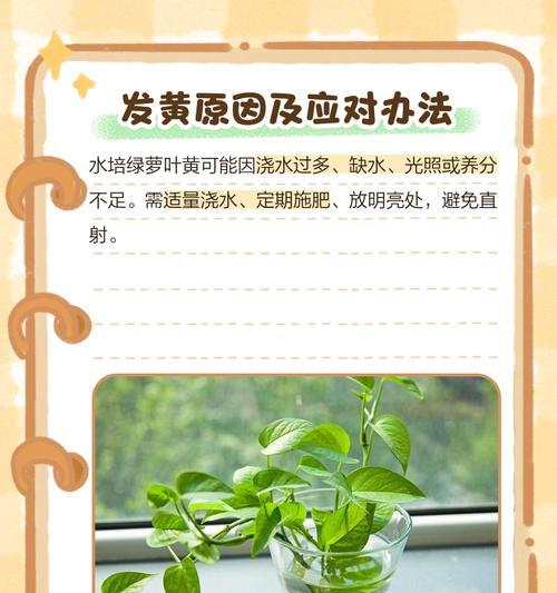 绿罗兰叶黄怎么办——探索病因及治疗方法（揭秘绿罗兰叶黄的危害与应对之策）