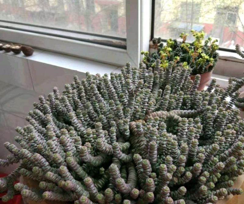 以钱串子花，小心花坏了你的钱包（如何养花赚钱，避免花钱养花成本过高）