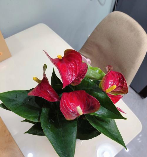 以一帆风顺花枯萎后，我们该如何前行（化挫折为动力，重拾梦想的勇气）