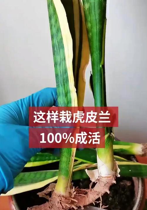 虎皮兰种植指南（从配土到养护，全面掌握虎皮兰种植技巧）