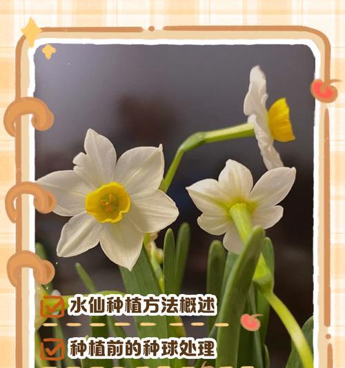 水仙的生长周期（从种子到开花，了解水仙生长的整个过程）