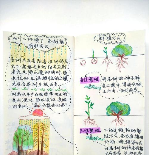 茶花仙子的种植与养护指南（打造优雅花园的关键——茶花仙子种植技巧与护理要点）