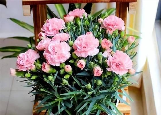 老人家养花，如何选择合适花种？（老人适合养什么花？如何养好花？哪些花适合老人家？）