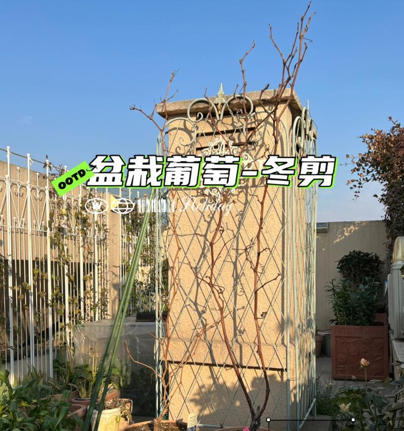 冬季室内小盆栽修剪指南（冬天修剪技巧，让室内小盆栽健康成长）