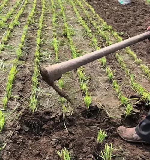韭菜种植（韭菜种植的步骤、技巧与养护方法）