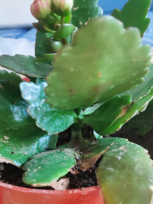 长寿花烂叶的治疗与护理（有效护理方法，延长长寿花寿命）