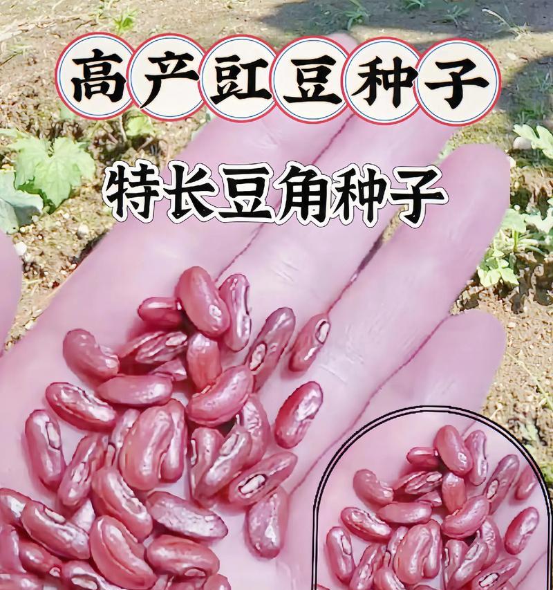 长豆角生长期长达多少天？（揭秘长豆角的生长过程与时间节点）
