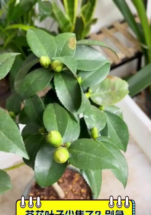 茶花叶子发黄发干了怎么办？（保护茶花叶子的关键方法）