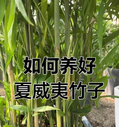 夏威夷竹的养护指南（打造绿意盎然的夏威夷竹园地，关注）