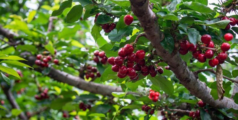 探寻河南樱桃成熟的秘密（时间、品种、气候——解析河南樱桃成熟的三大因素）