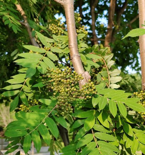 花楸树果实的食用价值（探究花楸树果实的药用和食用特性）