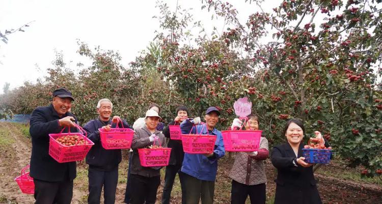 山楂采摘后的加工与利用（探索山楂采摘后的多种处理方法，将其发挥价值）
