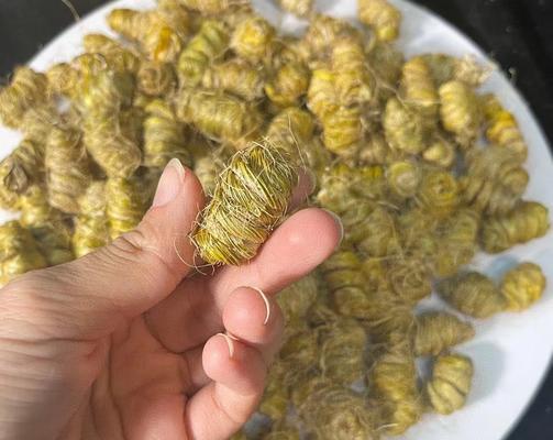 石斛怕晒太阳？原来它有这么多注意事项！