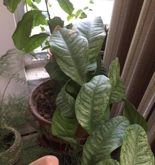 为什么柠檬树不开花？（探究柠檬树不开花的原因及解决方法）