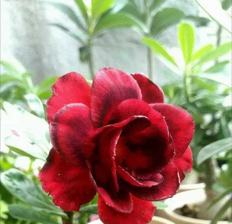 沙漠玫瑰品种选择指南（选择最适合你的沙漠玫瑰品种）