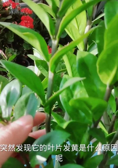 冬天如何保温金钱树？（金钱树养护技巧大揭秘）
