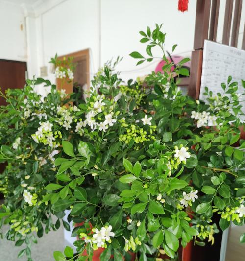 九里香——一种香料、药材和园艺植物