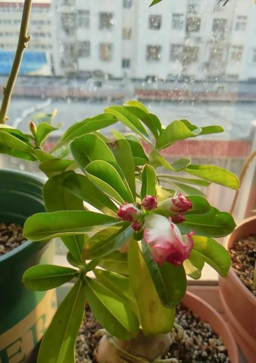 解决沙漠玫瑰不开花问题的有效方法（打造适宜生长环境，让沙漠玫瑰绽放美丽）