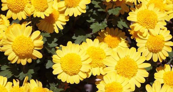 夏日清凉，菊花盛开（探秘菊花的夏季之美）