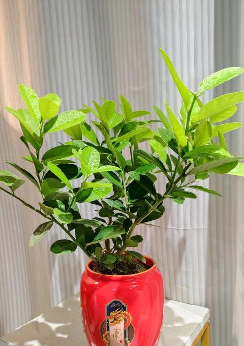 客厅养柠檬树，你需要知道的15个小窍门（室内种植柠檬树的技巧和注意事项，让你轻松养活你的柠檬树）