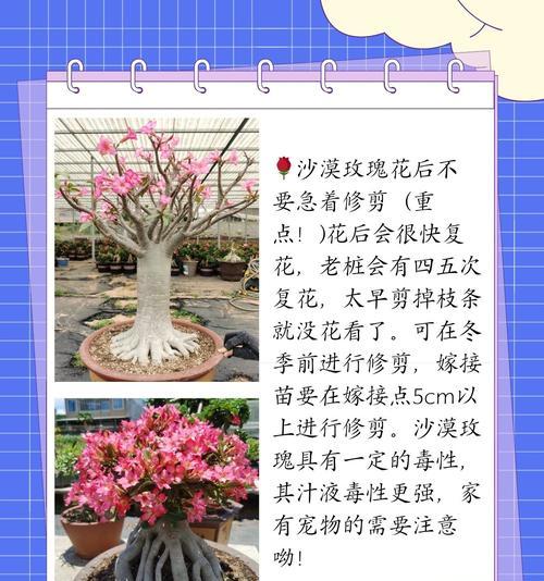 沙漠玫瑰如何在寒冷的冬天中生存与繁衍（寒冷冬天中沙漠玫瑰的养殖技巧与护理方法）