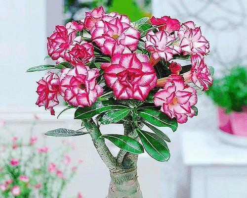 如何让沙漠玫瑰开出鲜艳花朵？（解决沙漠玫瑰不开花的关键）