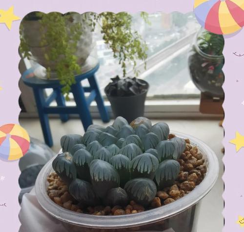多肉玉露养殖栽培方法（掌握关键技巧，打造独特多肉花园）