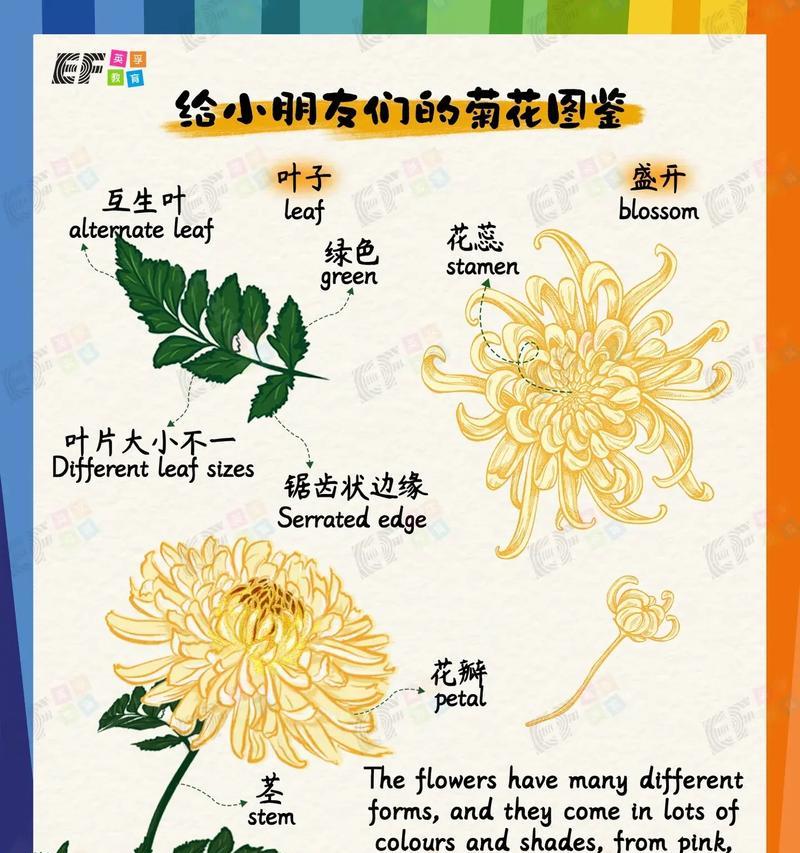 四季之华·菊花的芬芳（怀抱秋霜绽放的金色之美）