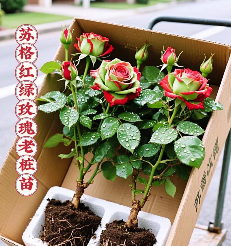 玫瑰花盆栽的种植指南（学会种植玫瑰花在家打造美丽庭院）