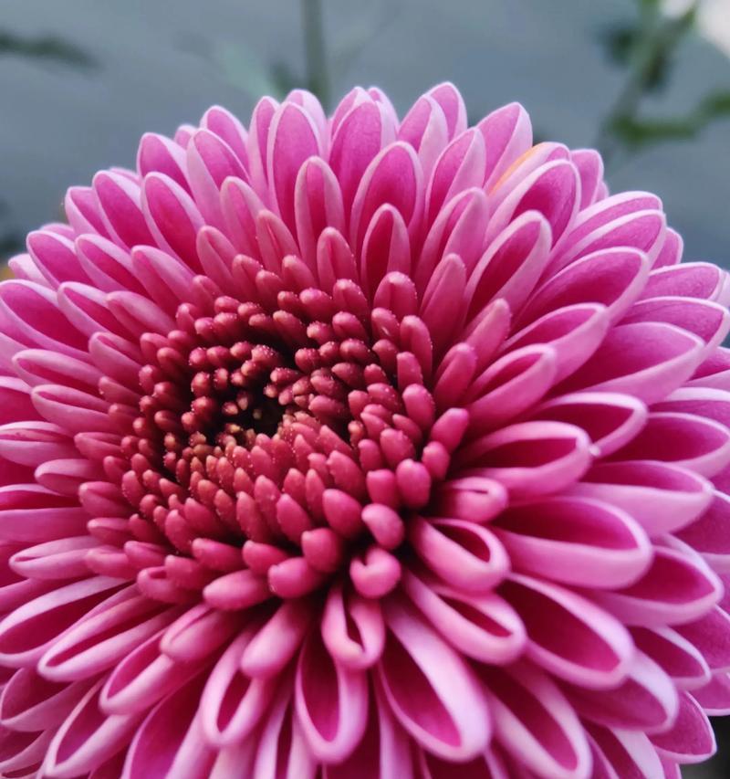 千万不能在家养菊花（养菊花的危害与替代方案）